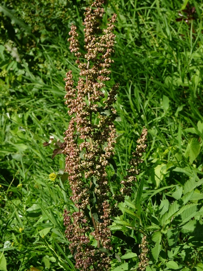 {Rumex crispus}